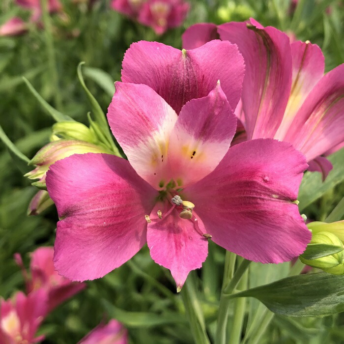 楽天市場】予約販売 アルストロメリア 苗 カーマインローズ 10.5cm