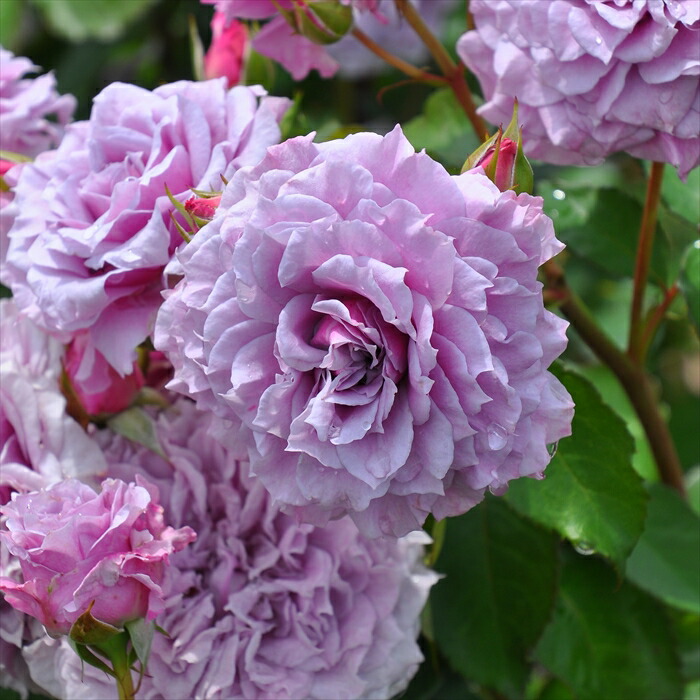 楽天市場】予約販売 バラ苗 バラ大苗 ロサ オリエンティス コリン