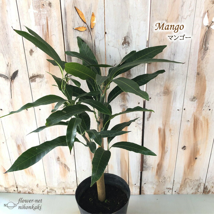 楽天市場】マンゴー 苗 紅龍 6号鉢 送料無料 アップルマンゴー 接木苗