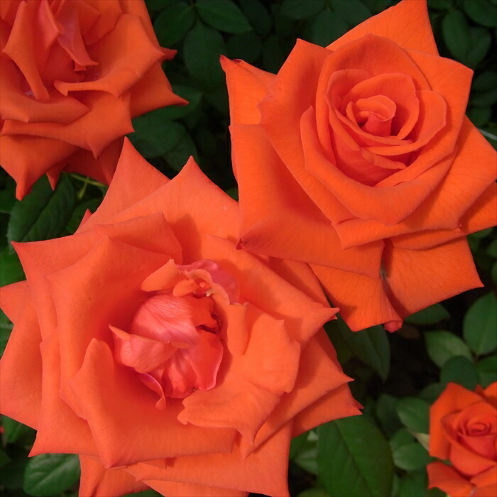 楽天市場】予約販売 バラ 苗 バラ 新苗 大輪 マジックモーメント 木立