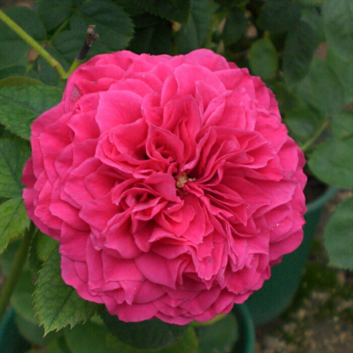 楽天市場】予約販売 バラ 苗 バラ 新苗 確実園 マザーズジェム