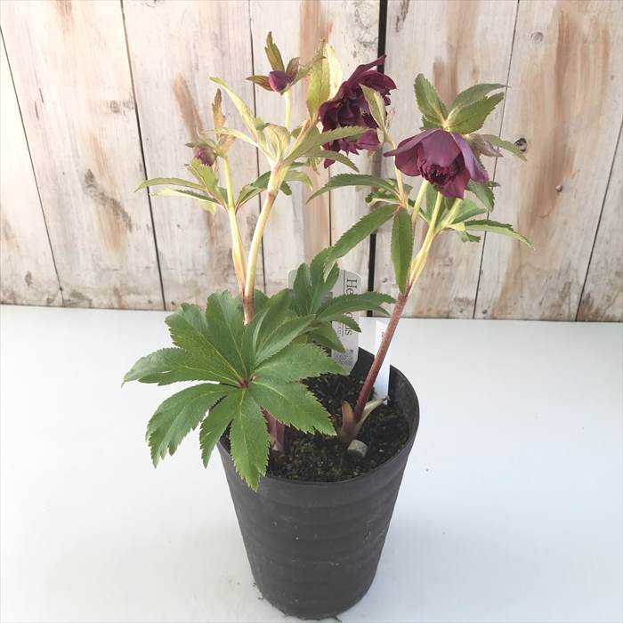 楽天市場】クリスマスローズ 広瀬園芸 レッドオーレア系 多弁 ダブル