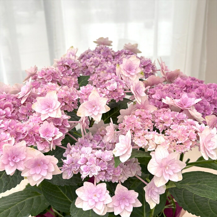 楽天市場】アジサイ 弥呼明り ピンク 10.5cmポット ミコアカリ