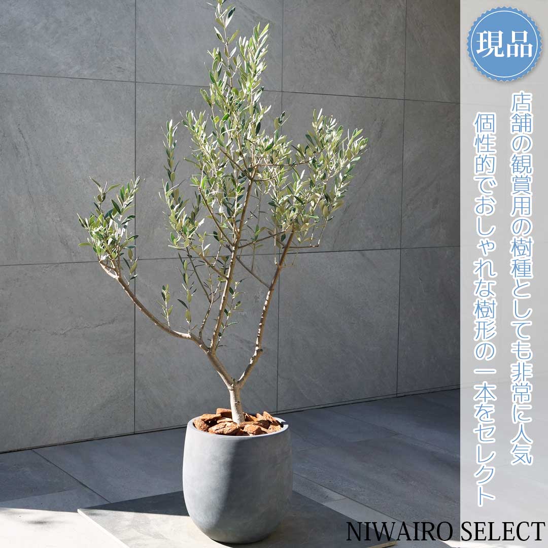 シンボルツリー オリーブ 鉢植え」の人気商品一覧 | 安い商品を通販