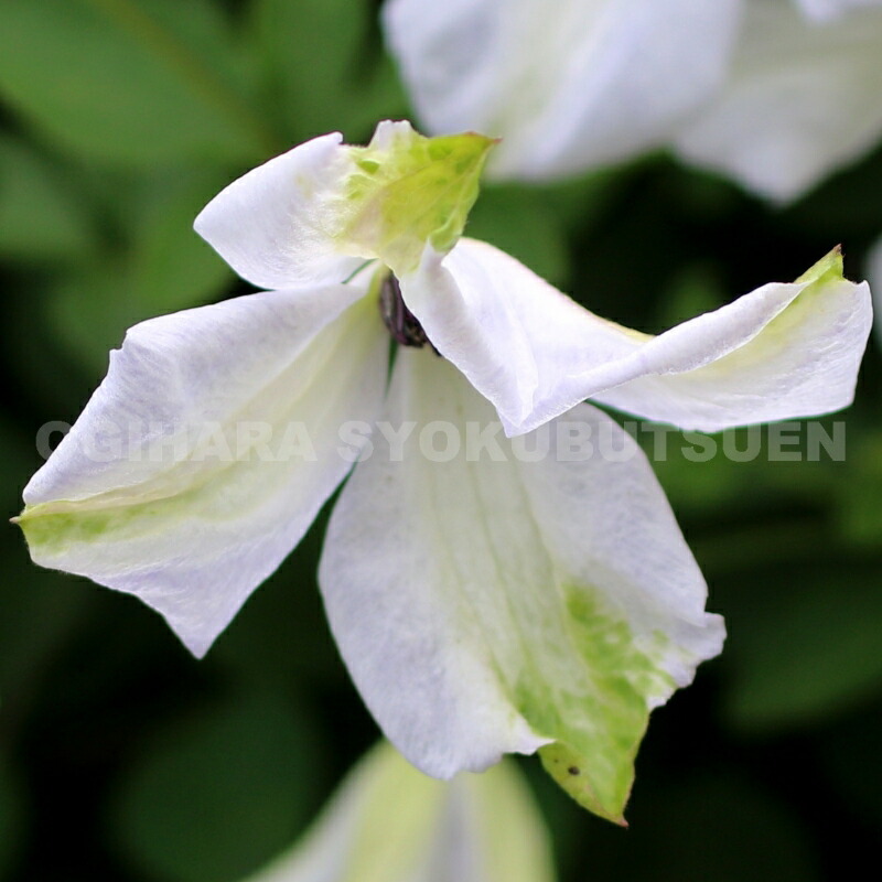 楽天市場】クレマチス ビチセラ 'カルーレア ラグジュリアンス' 1年苗