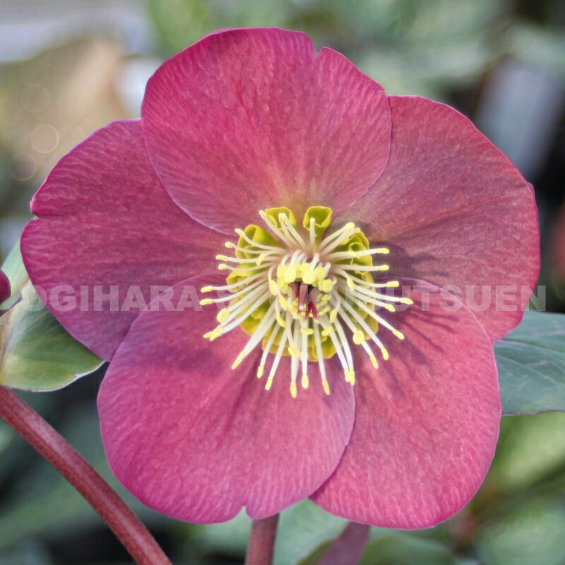 楽天市場】クリスマスローズ 'アンナズ レッド' 大苗【開花終了】 : お