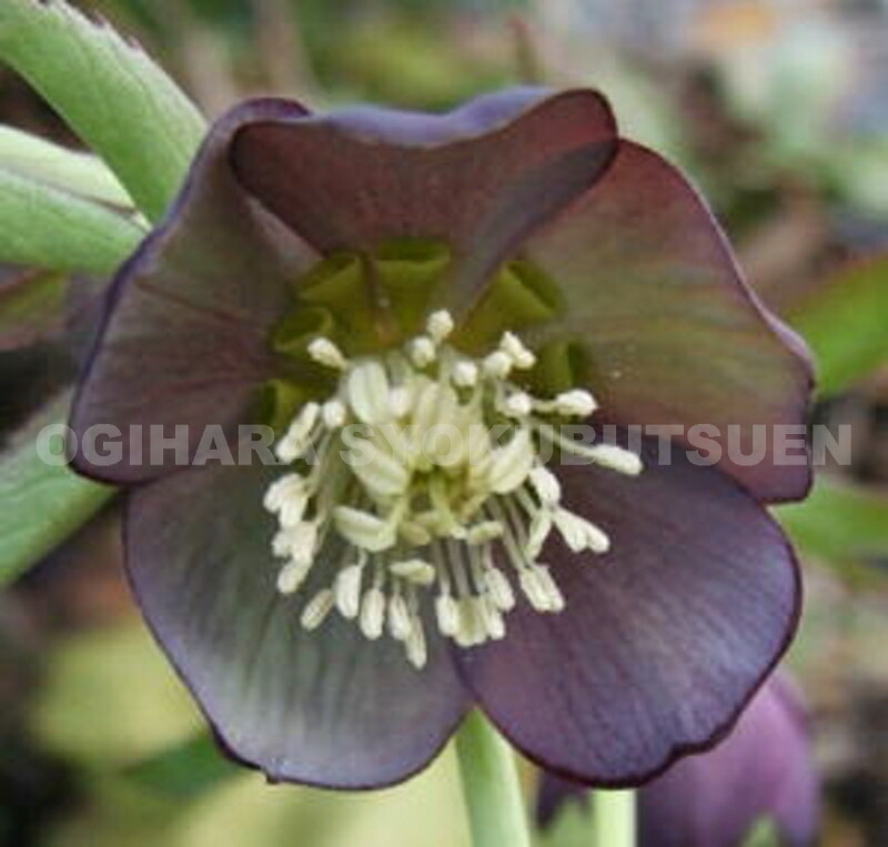 楽天市場】クリスマスローズ トルカータス : おぎはら植物園