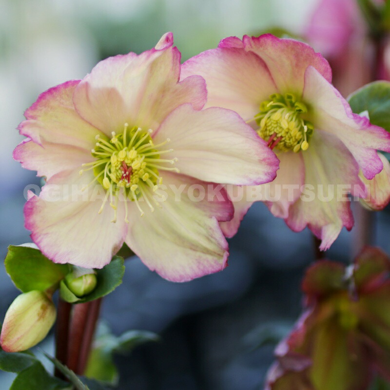 楽天市場】大木 ナーセリー クリスマス ローズの通販