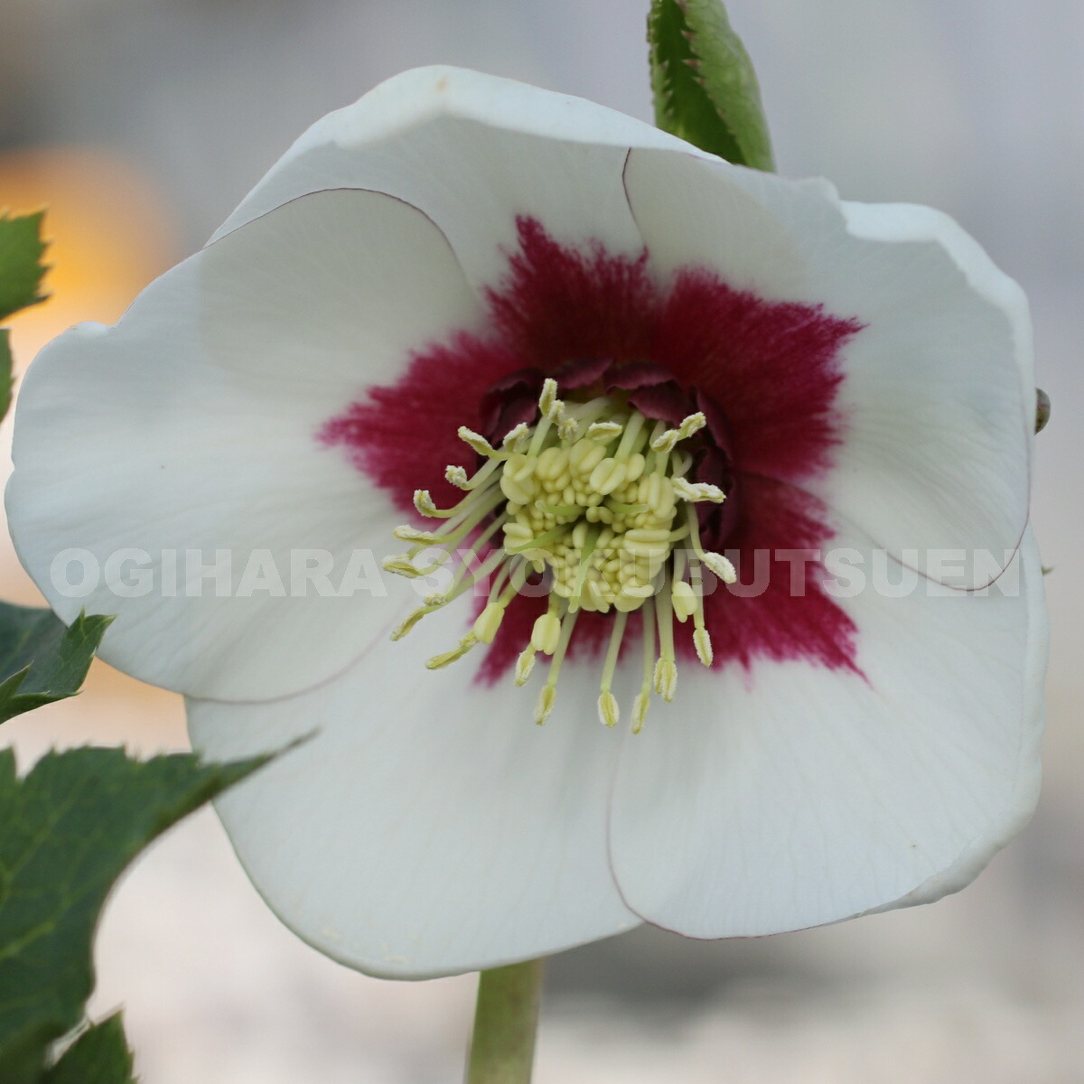 楽天市場】クリスマスローズ ホワイト フラッシュ系（シングル）大苗