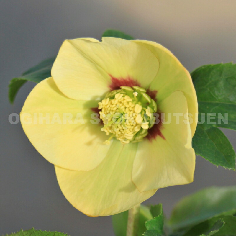 楽天市場】クリスマスローズ イエロー フラッシュ系（シングル）大苗
