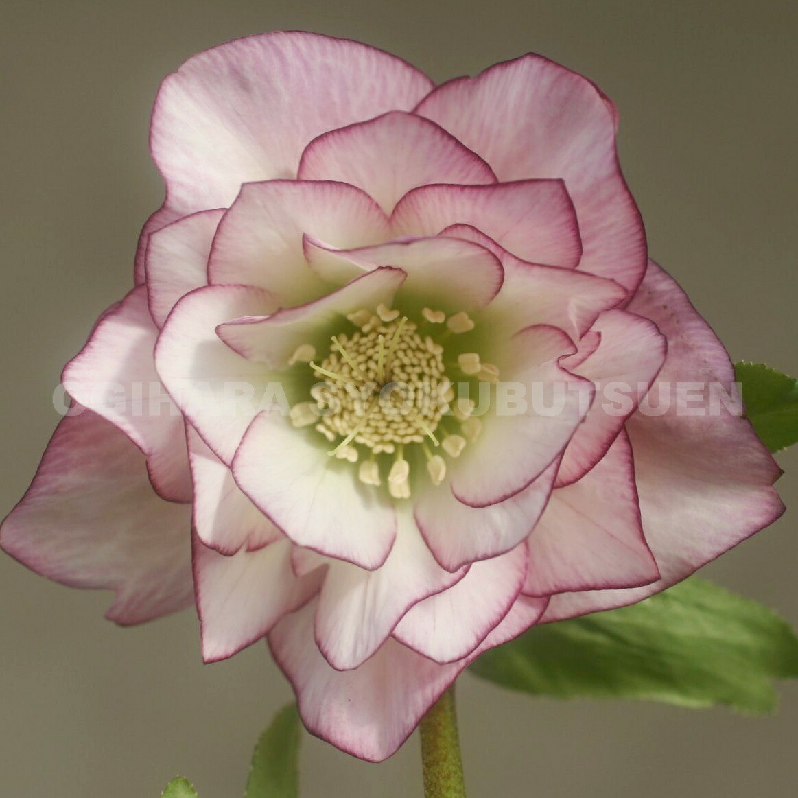 楽天市場】クリスマスローズ ホワイト ピコティ ダブル 大苗 : お