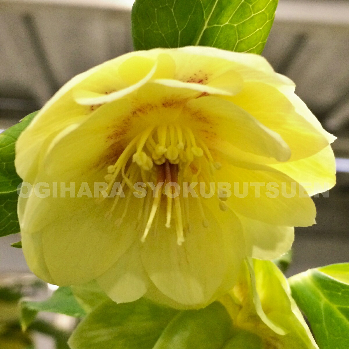 楽天市場】クリスマスローズ ゴールド ダブル系 （実生小苗） : お