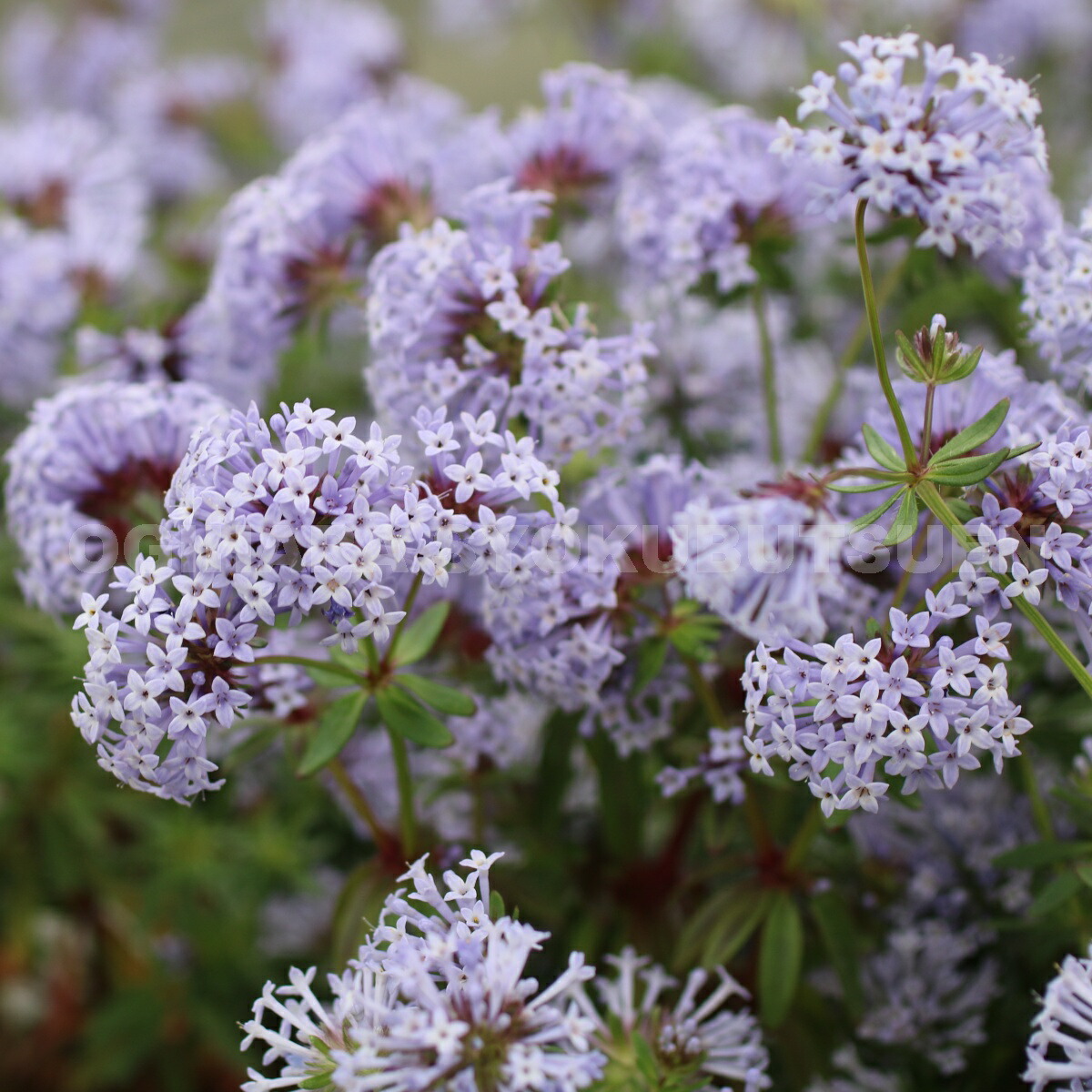 楽天市場】アスペルラ オリエンタリス : おぎはら植物園
