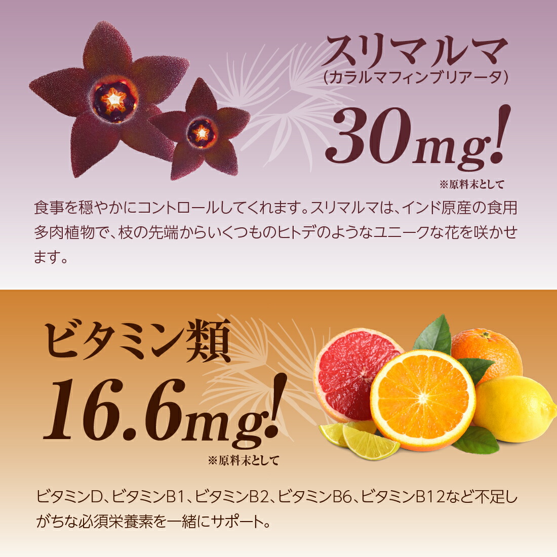 楽天市場】【楽天スーパーSALE 10%OFF】finebase ネイチャーシェイプ