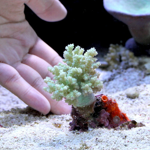 楽天市場】（サンゴ）沖縄産 ヤワタコアシカタトサカsp．ライト