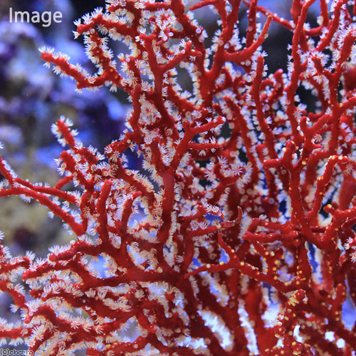 楽天市場】（サンゴ）イソバナ レッド（形状おまかせ）（1個） 北海道