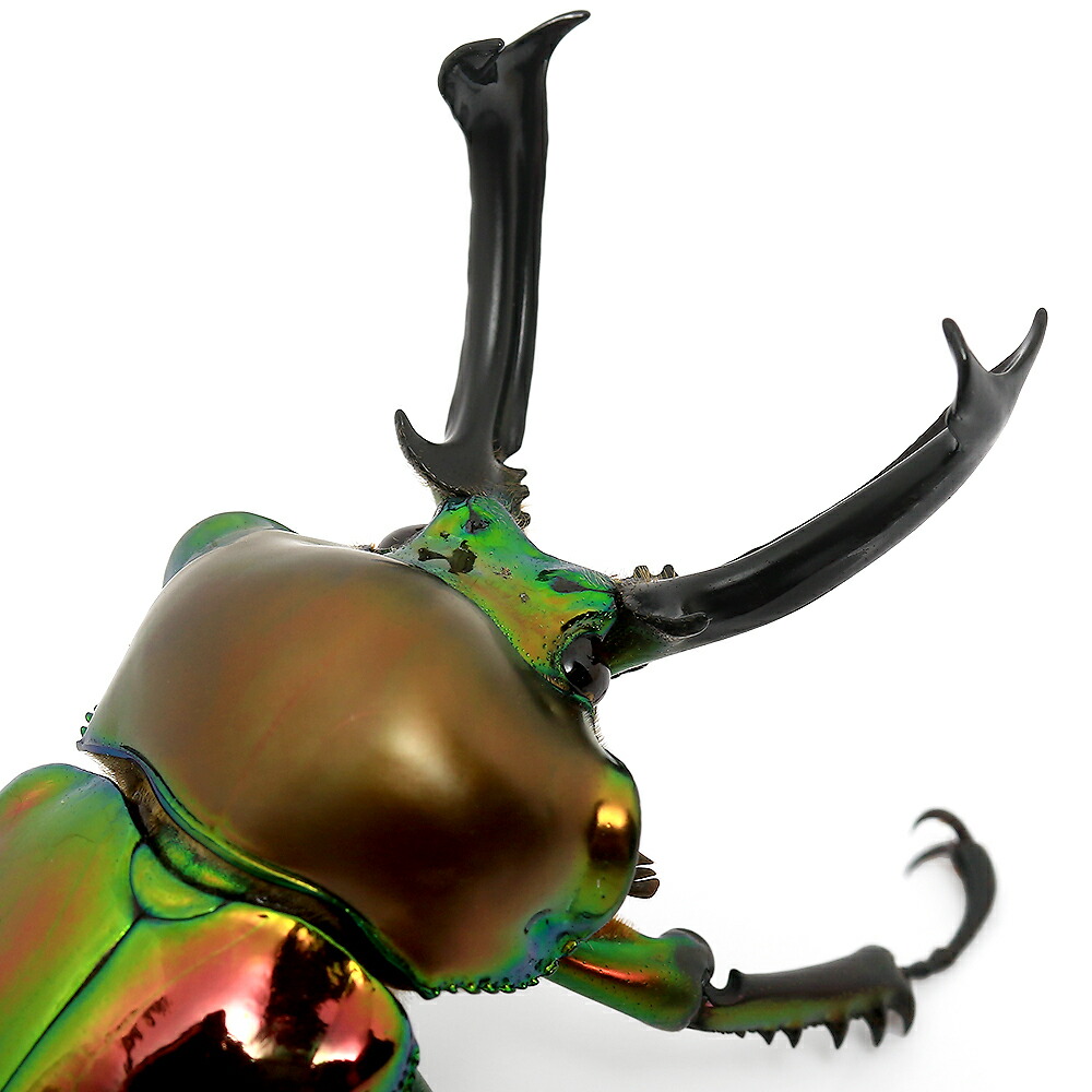 楽天市場】（昆虫）ニジイロクワガタ クィーンズランド産 成虫 55