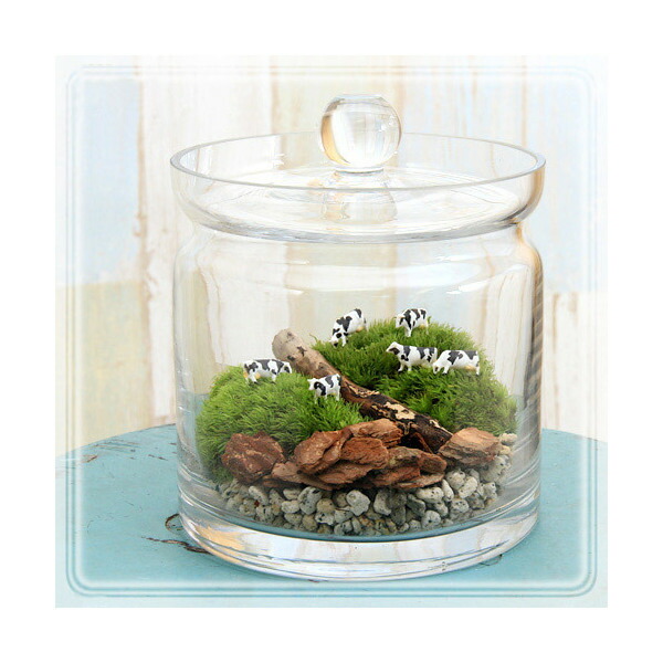 楽天市場】（観葉植物）苔テラリウム 大きな牧場 牛 ガラスポットL