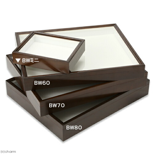 楽天市場】バードウィング製 ドイツ型標本箱 BWミニ （幅25×奥行き