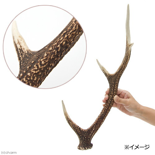 楽天市場】国産 鹿の角 オブジェ Mサイズ 1本 インテリア 関東当日便