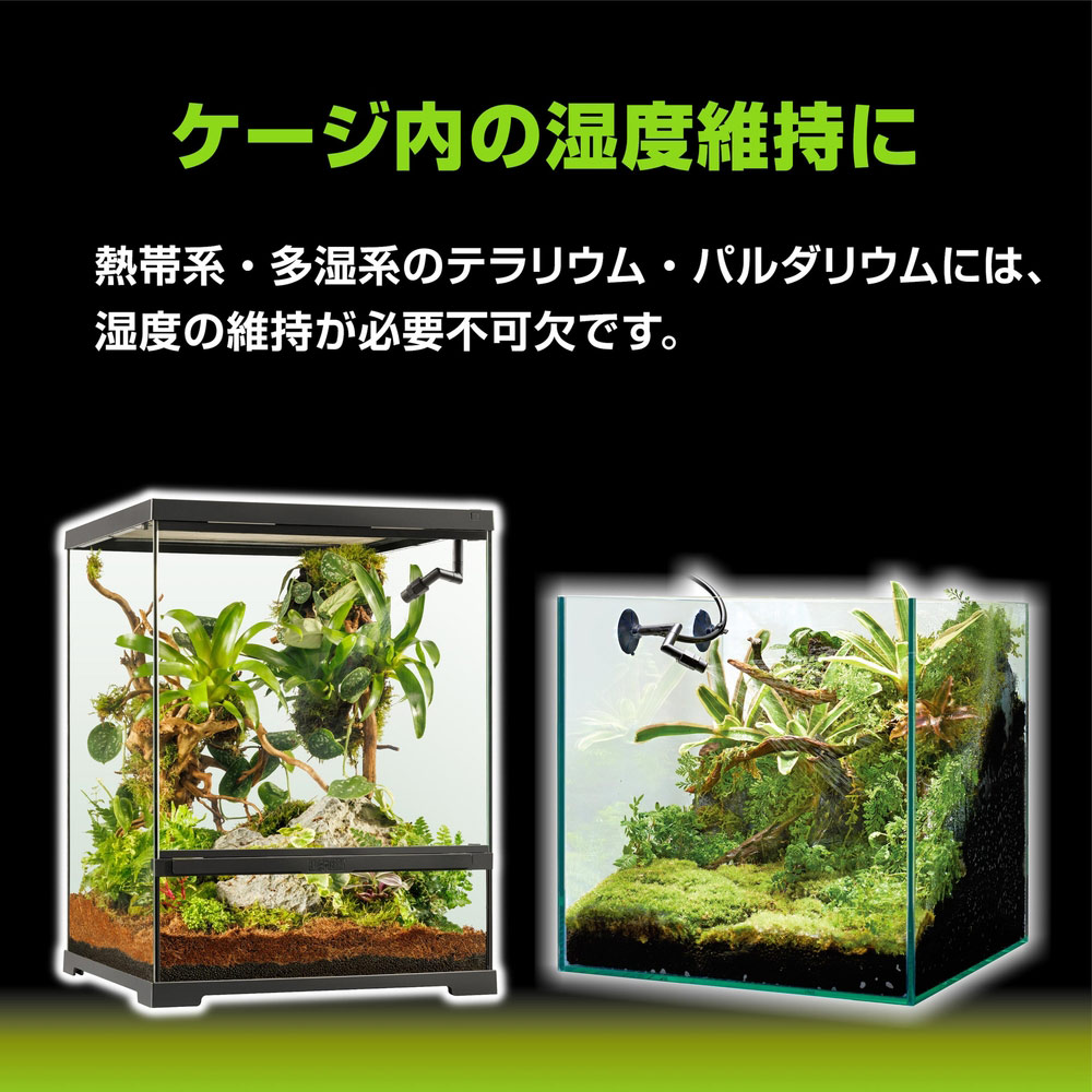 楽天市場】GEX エキゾテラ モンスーンソロ ミスティング カメレオン