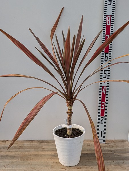 楽天市場】ドラセナ コルジリネ コーヒークラシック 苗木 6号