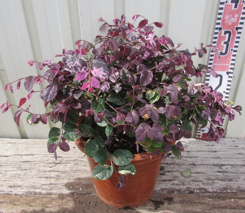 楽天市場】斑入りトキワマンサク 七彩（シチサイ） 矮性 6号鉢植え