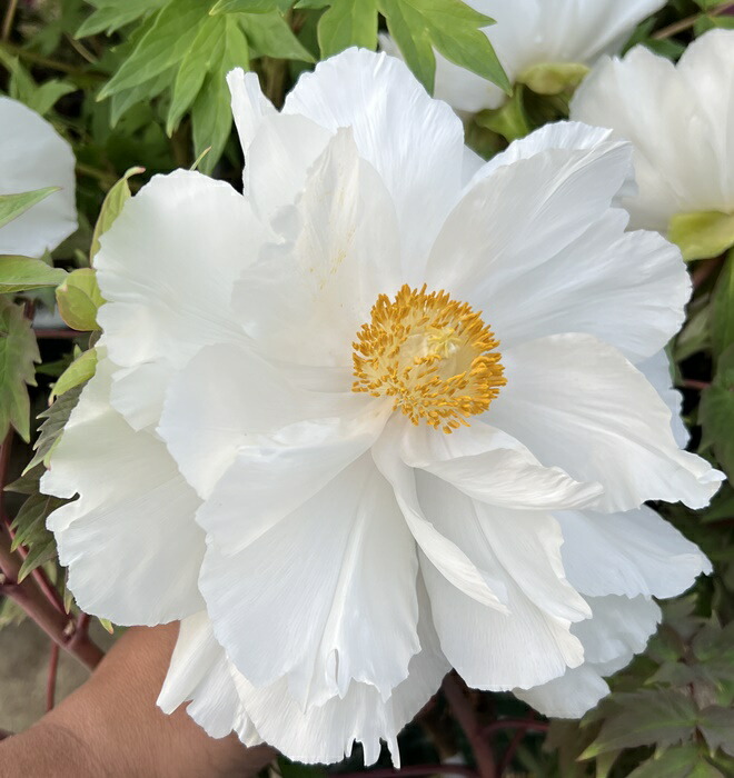 楽天市場】ボタン(牡丹) 苗木 島根連鶴（シマネレンカク）7号 : 千草園芸