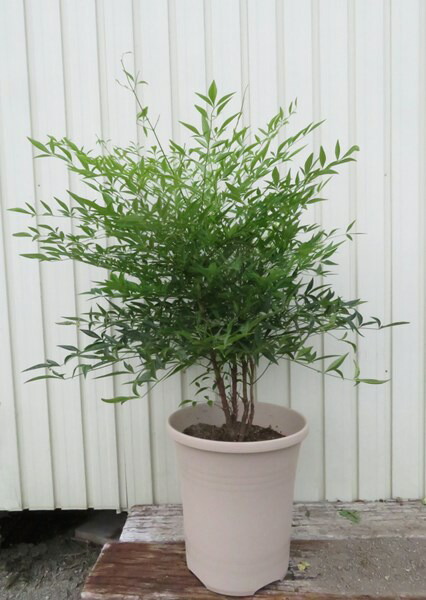 楽天市場】南天(ナンテン) 苗木 10号鉢植え【赤南天・白南天から選ぶ