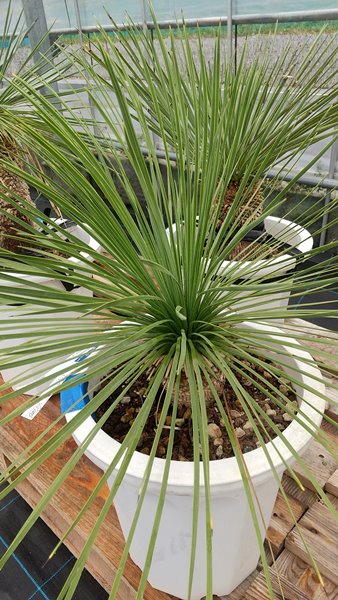 楽天市場】【現品発送】ユッカ リネアリス 10号鉢植え H40cm【産直