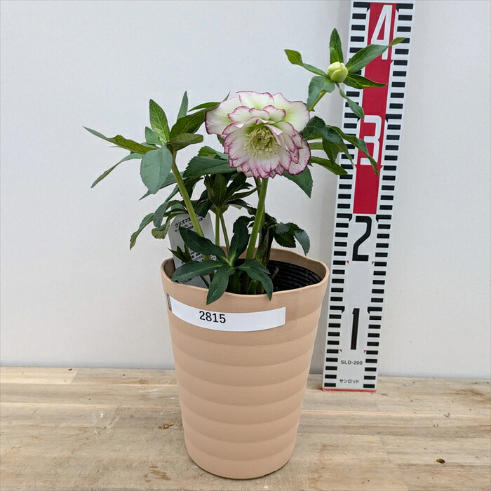 楽天市場】【現品】クリスマスローズ ダブル咲き ホワイト系 ピコティ