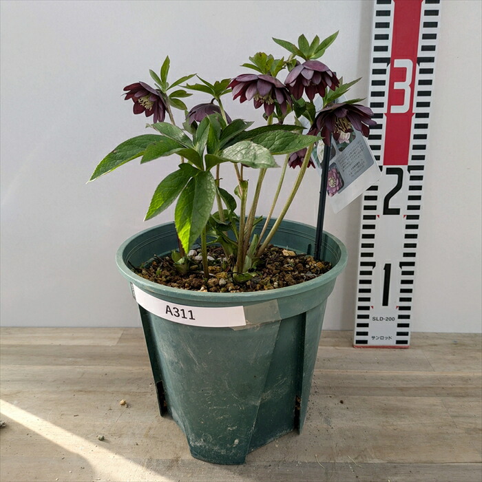 楽天市場】【現品】クリスマスローズ ウィンターシンフォニー