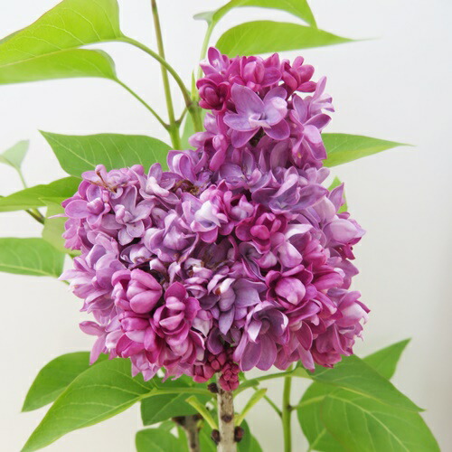 楽天市場】ライラック ミシェルブッチャー 苗木 7号ポット植え