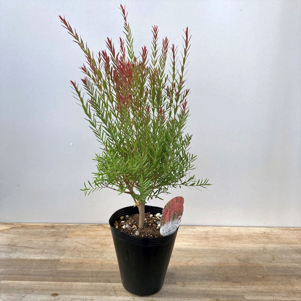 楽天市場】メラレウカ 「レッドジェム」 4.5号苗木 : 千草園芸
