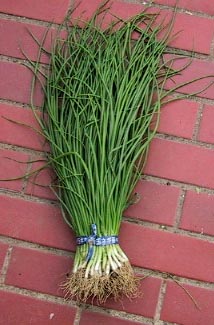 楽天市場】タキイの長期保存用玉ねぎ苗「タマネギOP」100本 : 千草園芸