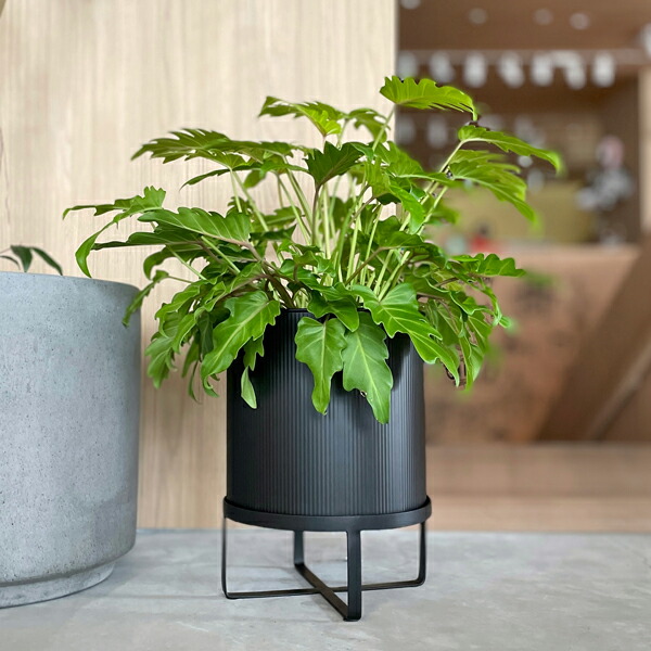 楽天市場】CLOVER(クローバー) アイアンプランター ウィズブラック