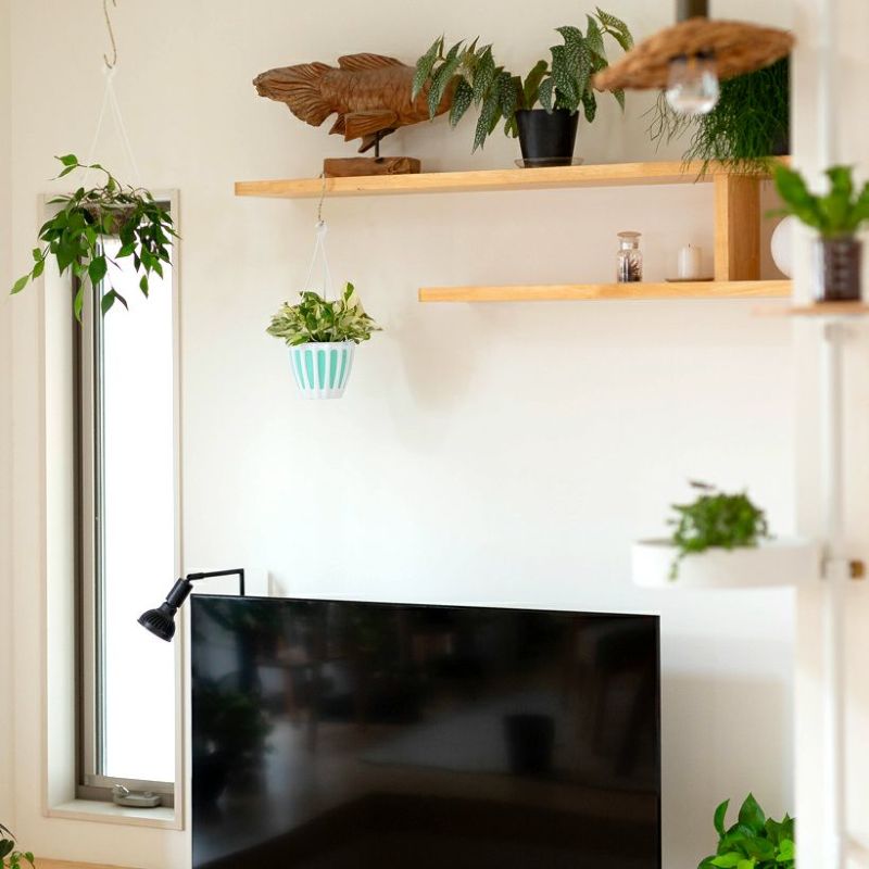 楽天市場】お手頃ハンギング！ポトス・エンジョイ【品質goodです】吊り