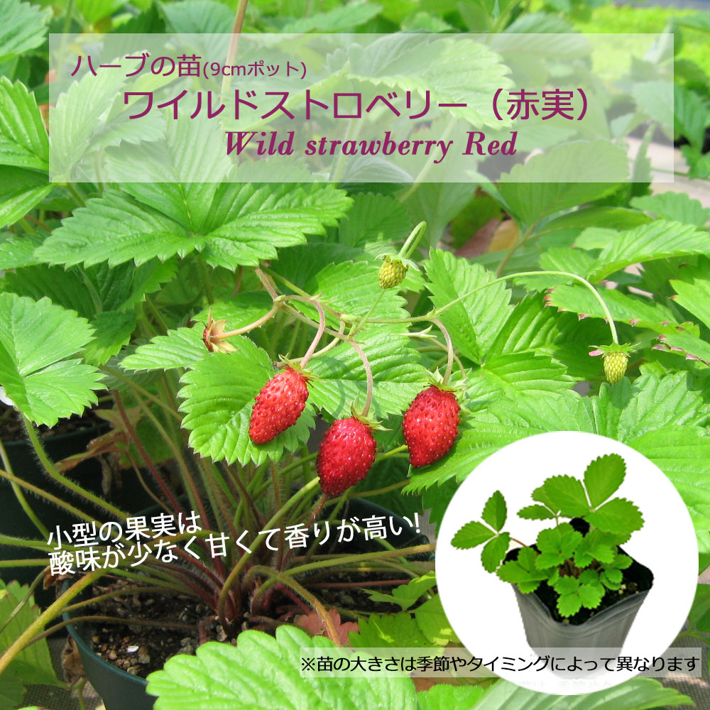 楽天市場】ワイルドストロベリー（赤実）/ハーブの苗 9cmポット