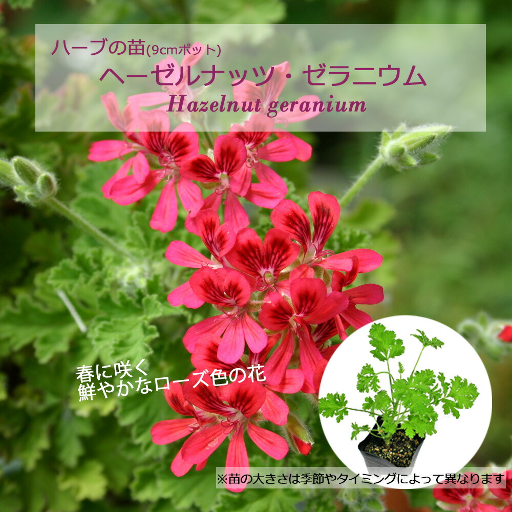 楽天市場】ヘーゼルナッツ・ゼラニウム/ハーブの苗 9cmポット : ハーブ