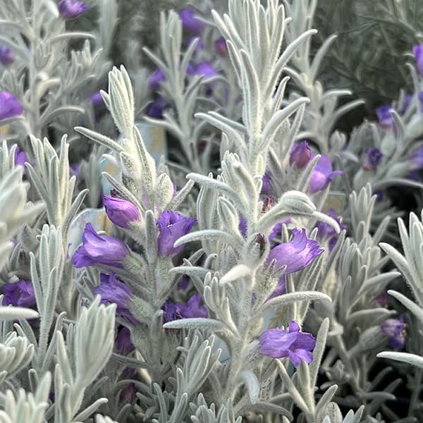 楽天市場】シルバーリーフ 苗（ガーデニング・農業｜花・ガーデン・DIY