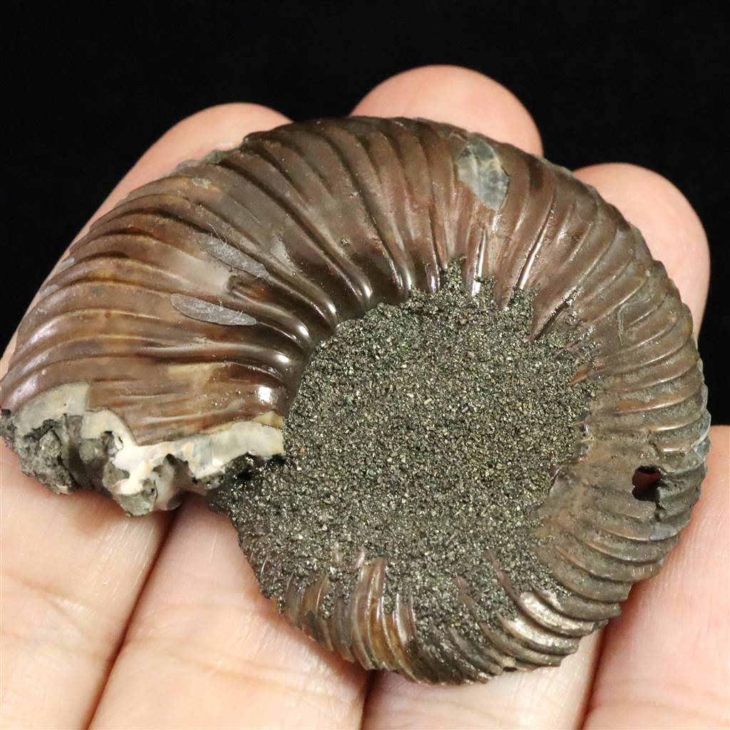 楽天市場】ロシア産 アンモナイト パイライト 化石 53mm 15.3g : 榎本通商