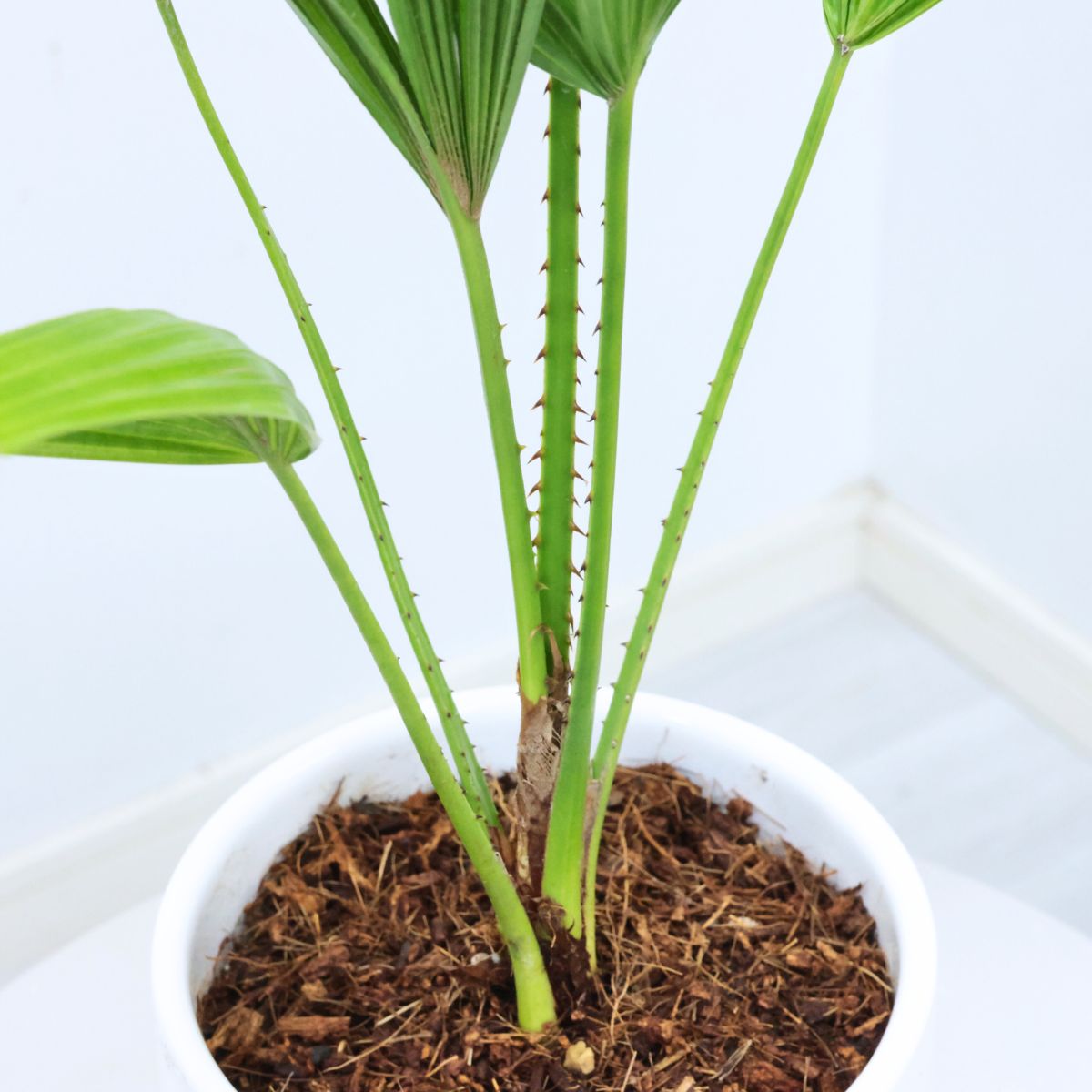 楽天市場】観葉植物 入手困難 ヤシの木 リクアラ スピノーサ 高さ約