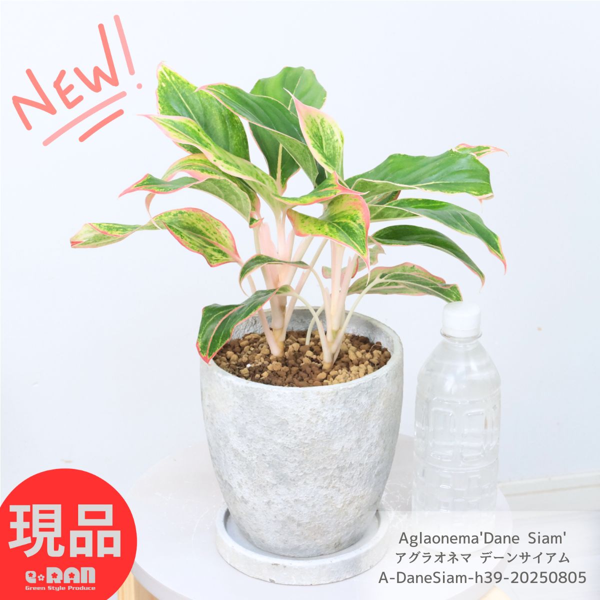 楽天市場】大株 アグラオネマ デーンサイアム 高さ約39cm エッグ
