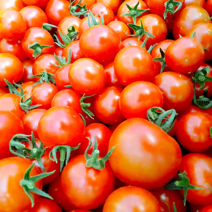 楽天市場】【ふるさと納税】糖度10度以上のトマトを使用！ 島根県産