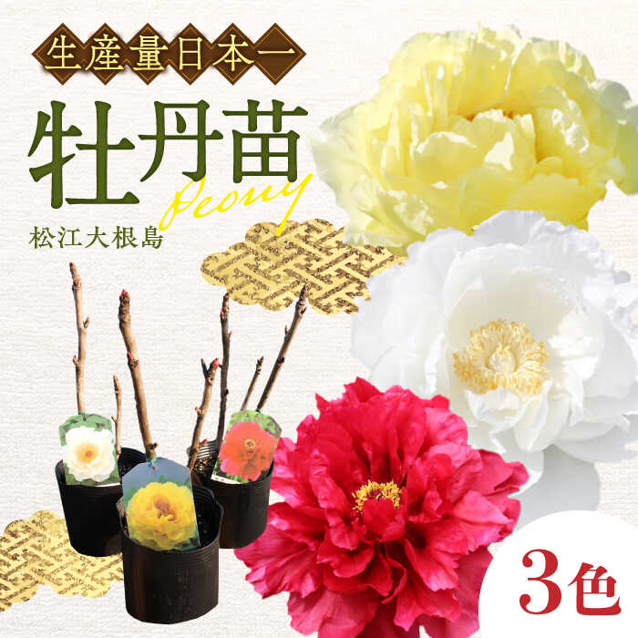 楽天市場】【ふるさと納税】牡丹 松江大根島牡丹苗(3色セット) 島根県