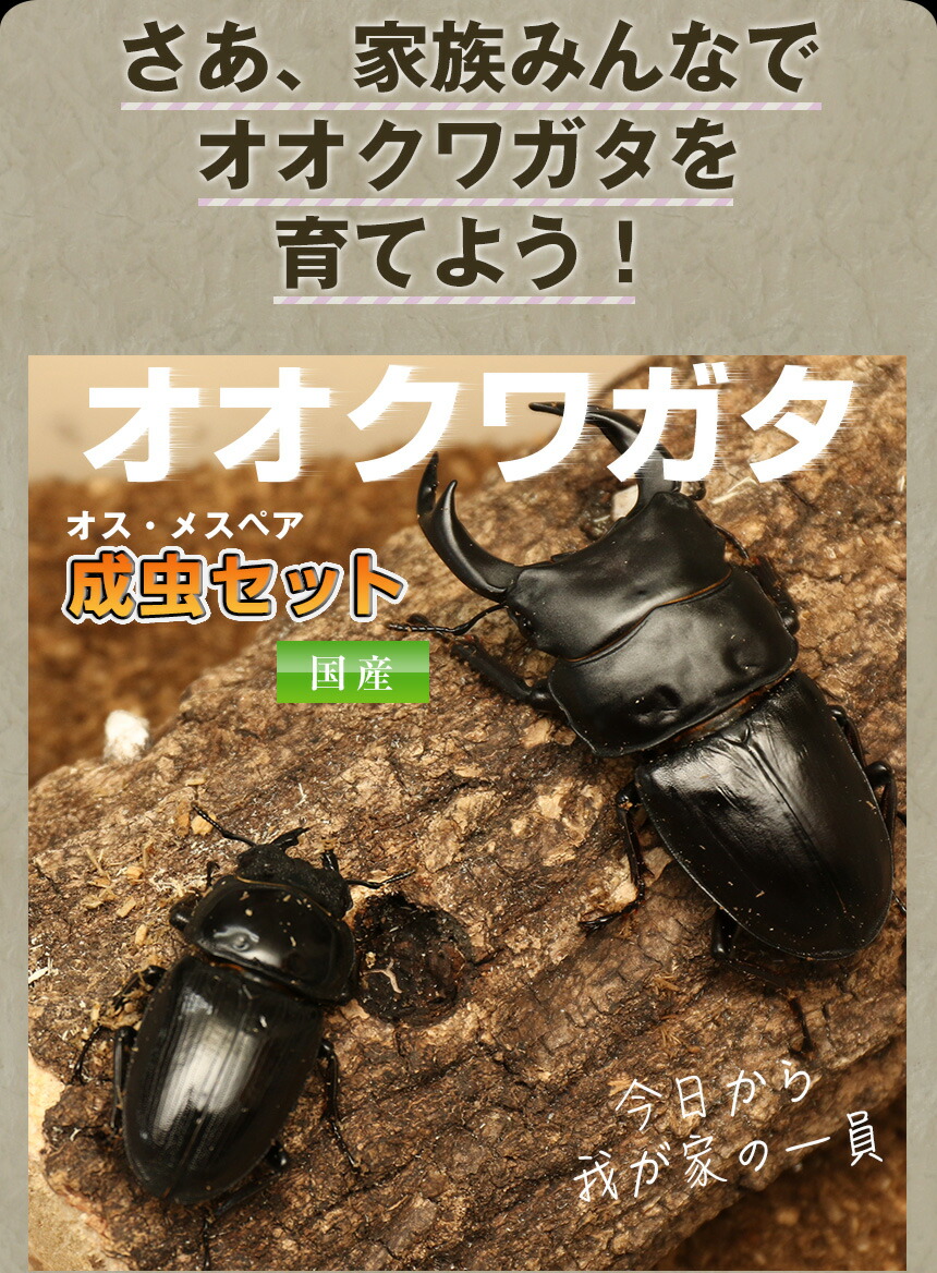 楽天市場】むしや本舗 国産 オオクワガタ 成虫 オスメスペア スーパー