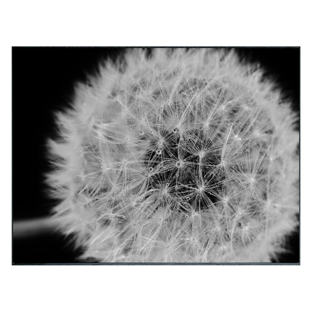 楽天市場】【スーパーSALE10％OFF】絵画 Photography Dandelions