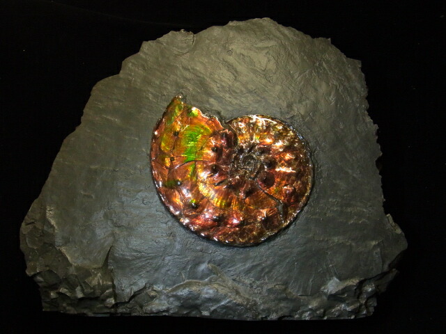 楽天市場】アンモライト原石標本 : アンモライト研究所