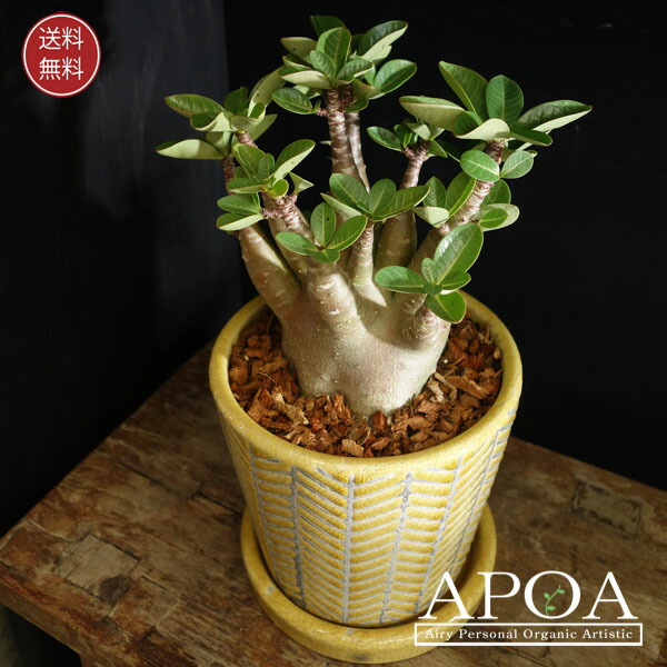 楽天市場】アデニウム アラビカム 黒肌 鉢植え 多肉植物 おしゃれな