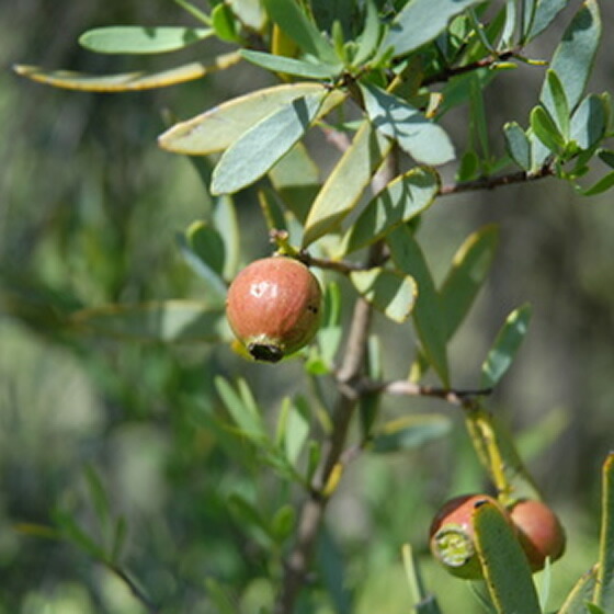 楽天市場】プラナロム サンダルウッド エッセンシャルオイル /送料無料